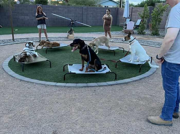 Yoni instructing a circle of dogs on raised place cots in the Balancing Paws backyard training area while two helpers stand at the perimeter as cooperative distractions