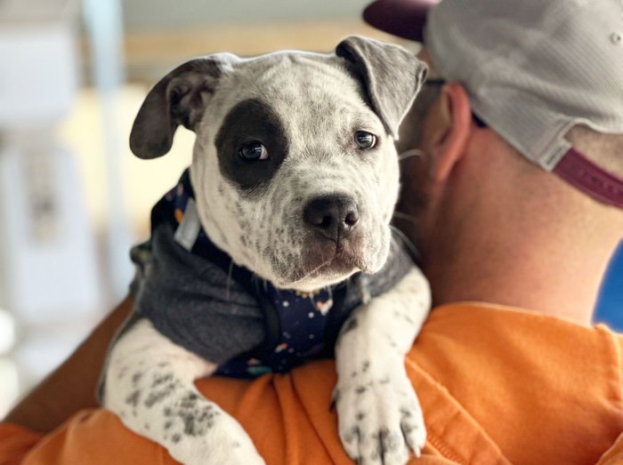 A spotted black-and-white pit-mix puppy with a celestial-pattern harness draped over the trainer's shoulder, looking calmly at the camera