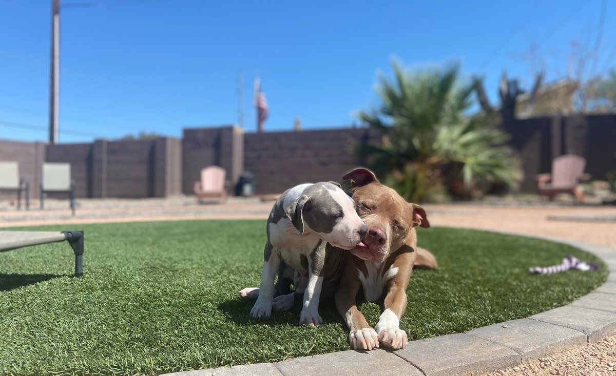 Two pit-mix dogs sharing a tender moment on the green training circle in the Balancing Paws backyard, the smaller spotted puppy nuzzling the older brown dog, BP studio setup visible behind