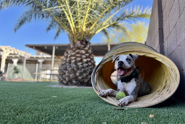 Phase 1: A relaxed grey-and-white pit-mix lying inside a wooden agility tunnel with a tennis ball, holding a calm boundary in a Phoenix backyard with palm trees behind