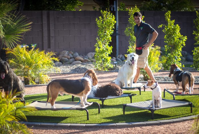 Phase 3: Yoni walking through a circle of six dogs each holding a place command on raised cots, mixed breeds including a beagle, golden retriever, basset hound, and jack russell, all bulletproofed obedience in real distractions