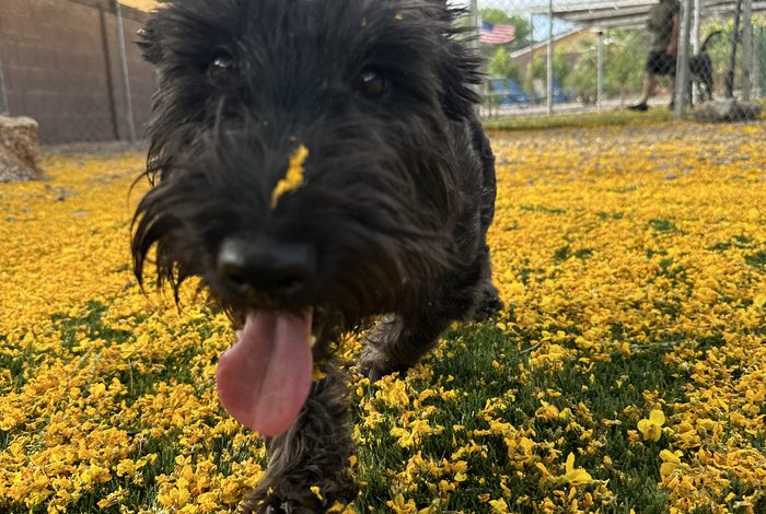 Phase 4: A small dark terrier mix running directly toward the camera with tongue out and ears forward, recalling across grass scattered with yellow palo verde flower petals
